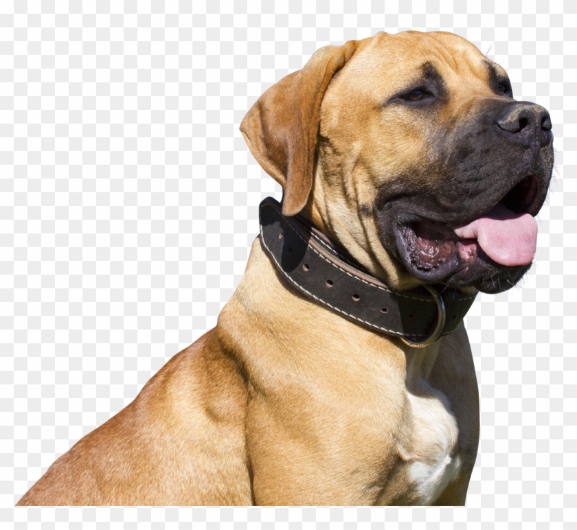 Png Photo, Dogs, Animals, Image, Animales, Animaux, - Bullmastiff Png Clipart #645124