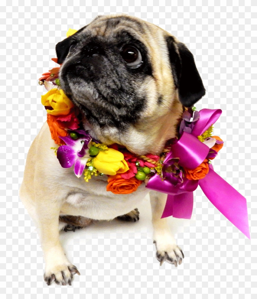 Dog With Flower Png Clipart #645154