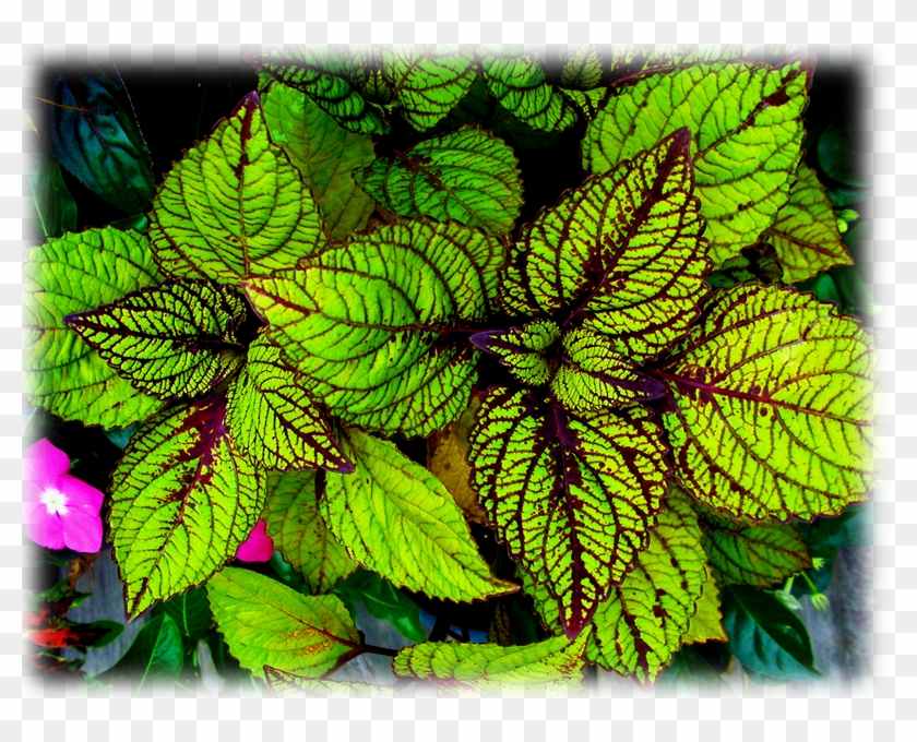 Coleus Fishnet Stockings - Floral Design Clipart #645213