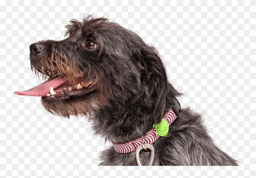 Previousnext - Dog Catches Something Clipart #645441