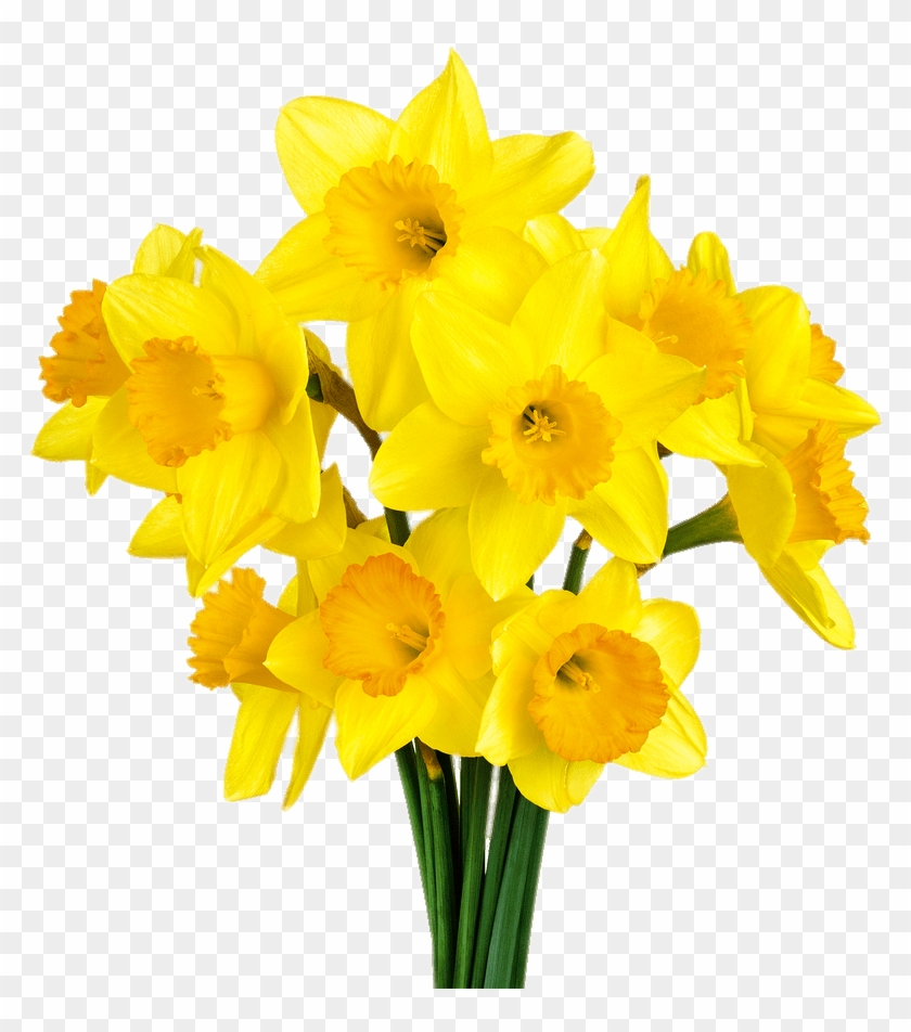 Daffodil Bunch - Daffodil Png Clipart #645553