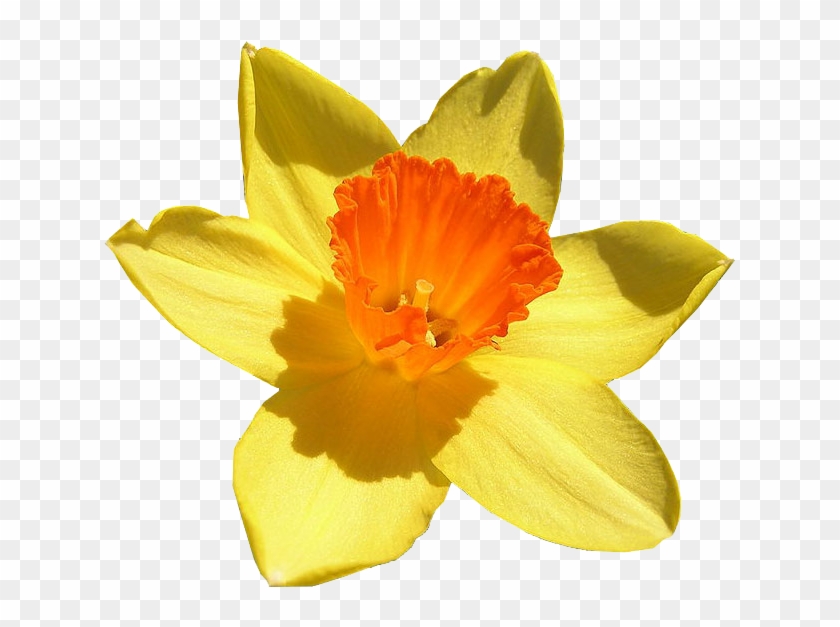 Daffodil Free Png Image - 232 Daffodil Narcissus Pseudo Narcissus Clipart #645652