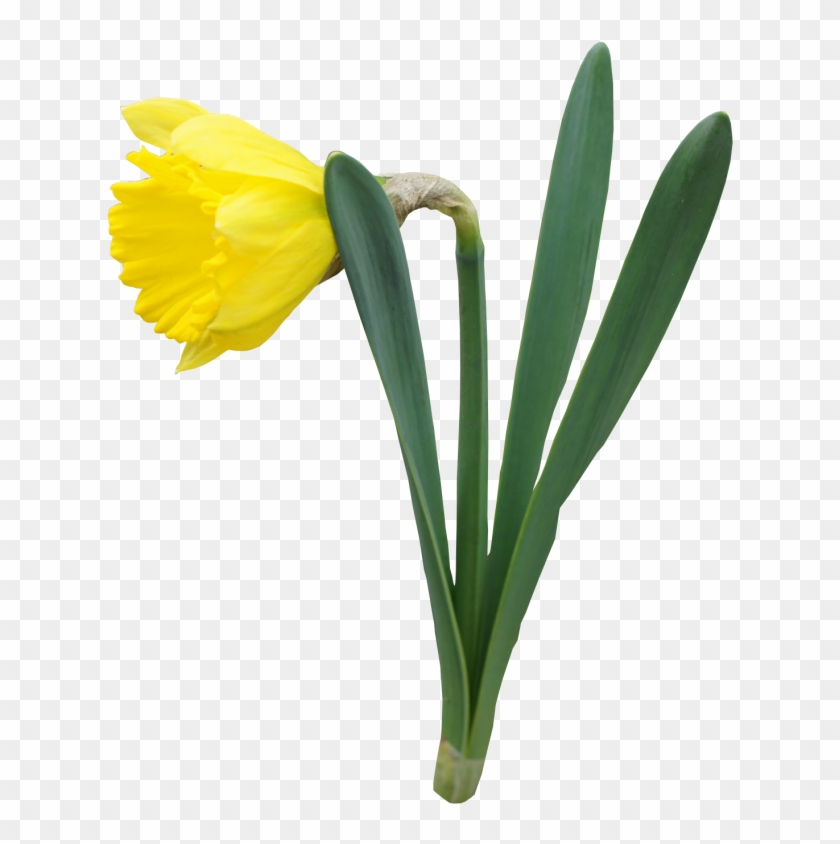 Yellow Transparent Daffodil Flower Png Clipart - Daffodil Transparent