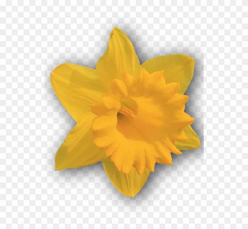 Daffodil, Yellow, Png, Isolated - Narcissus Clipart #645891