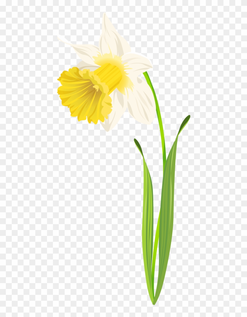 Free Png Download Daffodil Image Clipart Png Photo - Narcissus Transparent Png