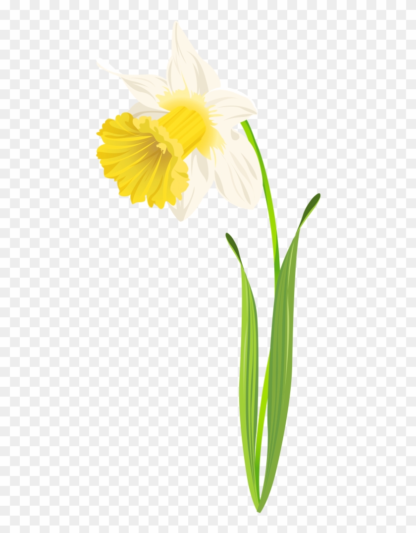 Free Png Download Daffodil Image Clipart Png Photo - Narcissus Transparent Png #645909