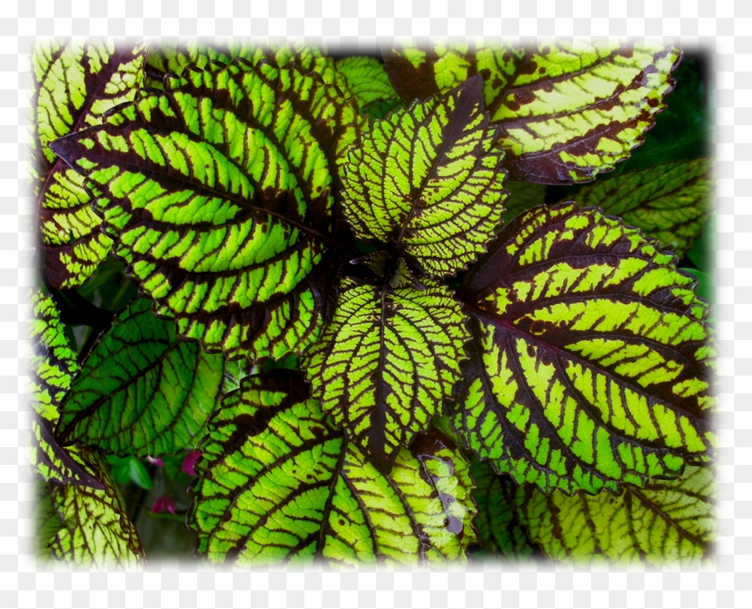 Pause - Close-up Clipart