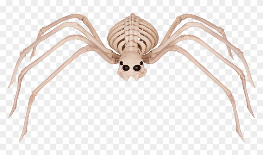 Spider Skeleton Clipart #646801