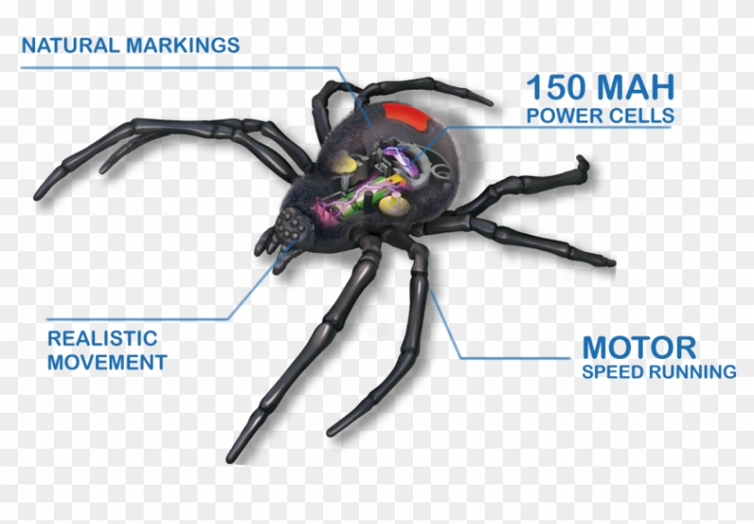 Make This Creepy Crawly The Most Terrifying Pet Enhanced - Membrane-winged Insect Clipart