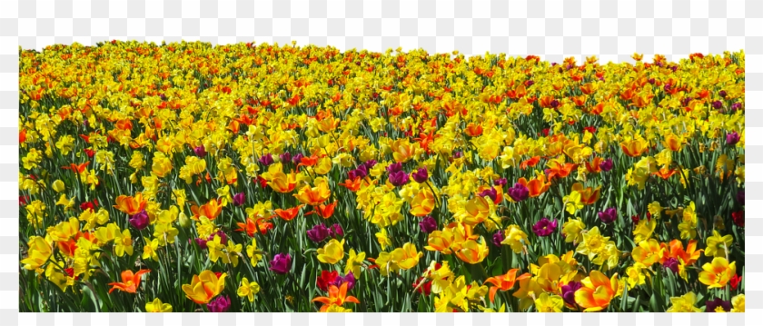 Flower, Plant, Spring, Tulips, Daffodils, Osterglocken - Daffodil Field Png Clipart