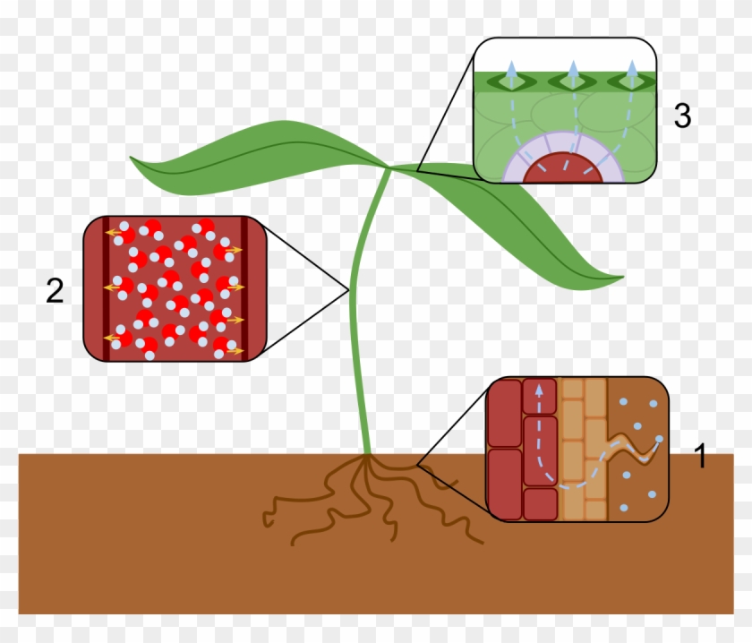 Transpiration Stream - Effect Of Water Scarcity On Plants Reduce Transpiration Clipart #648701