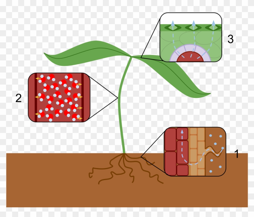 Transpiration Stream - Effect Of Water Scarcity On Plants Reduce Transpiration Clipart