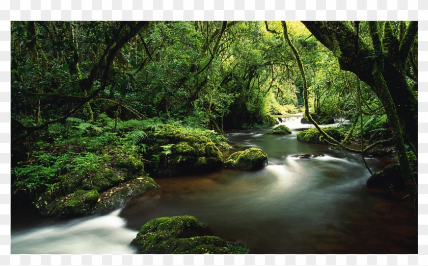 Costa Rica Jungle Hd Clipart #648762