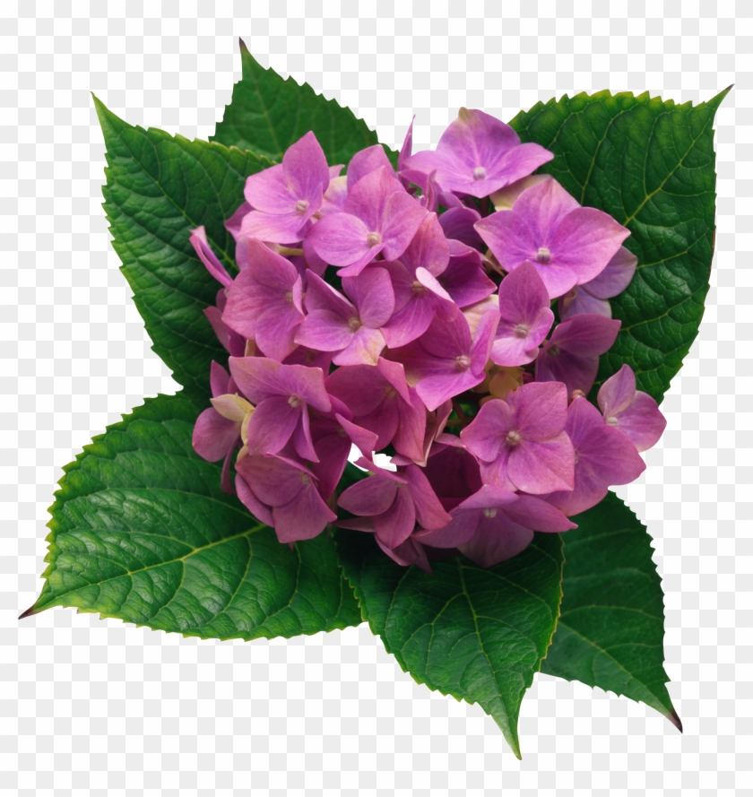 Hydrangea Png Clipart Picture - Transparent Pink Hydrangea Clipart #648954