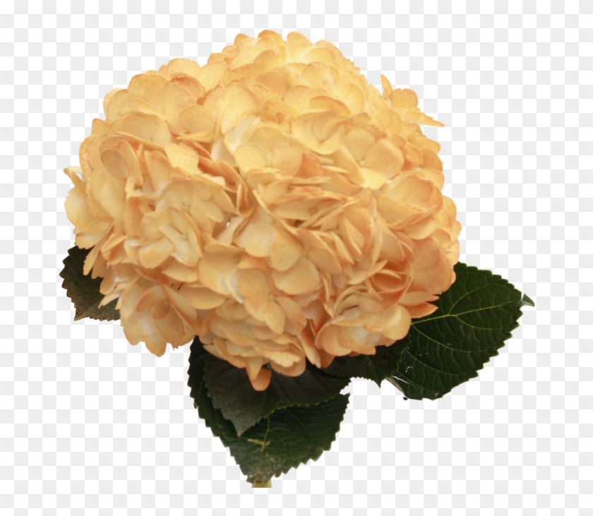 Orange Hydrangea , Png Download Clipart #649011