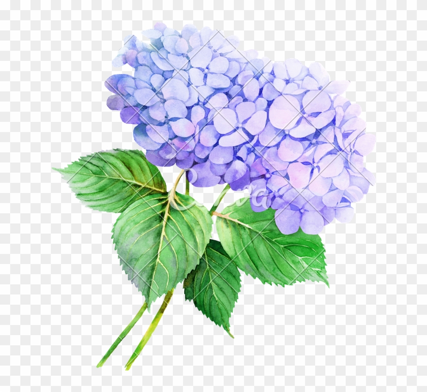 Flower Hydrangea Watercolor Painting Illustration Stock Clipart #649061
