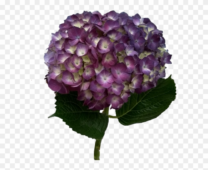 Hydrangea Serrata Clipart
