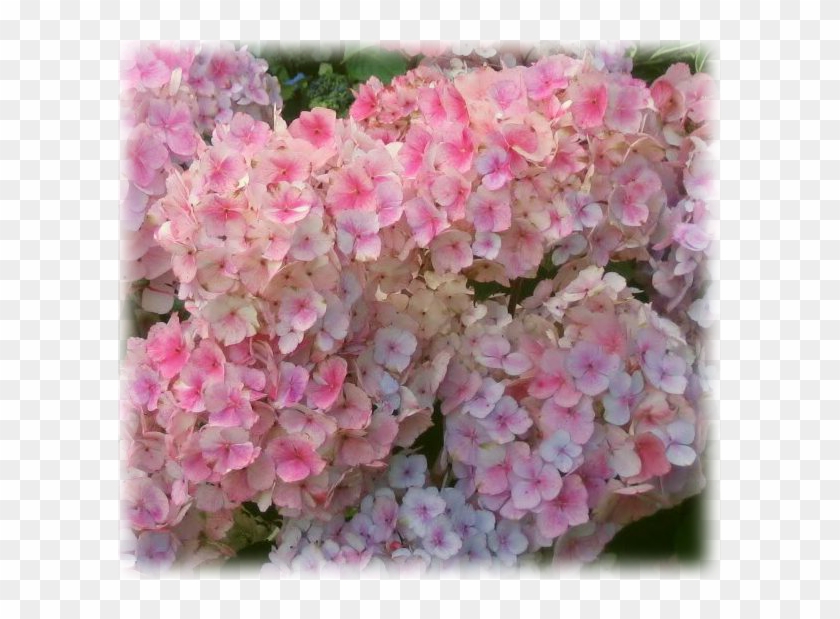 Wild Things Grow - Гортензия Пильчатая Розовая Clipart #649378