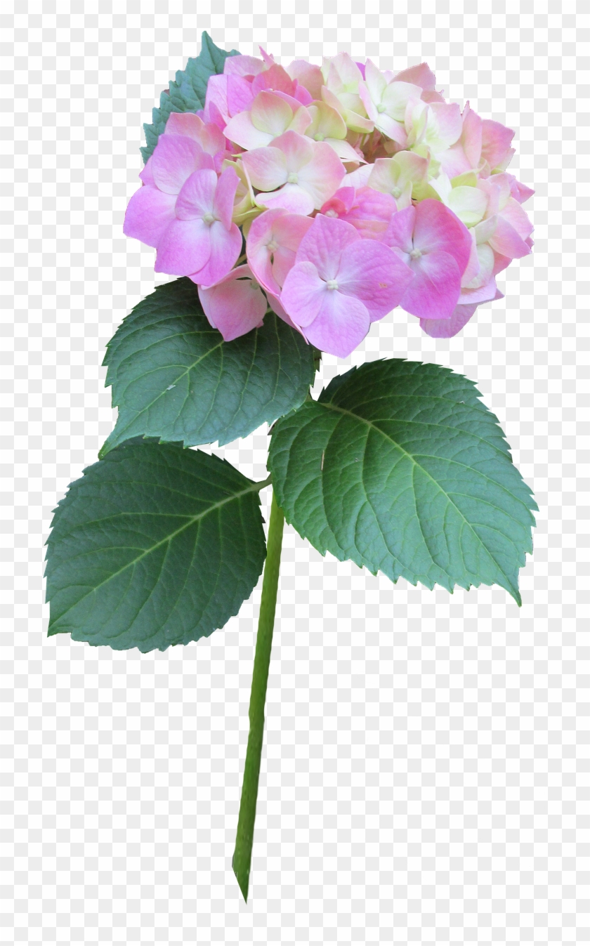Hydrangea Pink Stem - Hydrangea Serrata Clipart