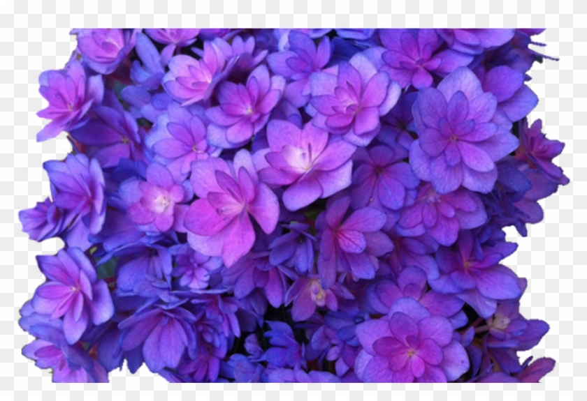Flower Purple Png Multi Transparent Hydrangea Transparent Clipart
