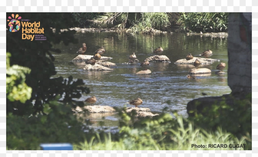 Cetaqua - Fish Pond Clipart #649668