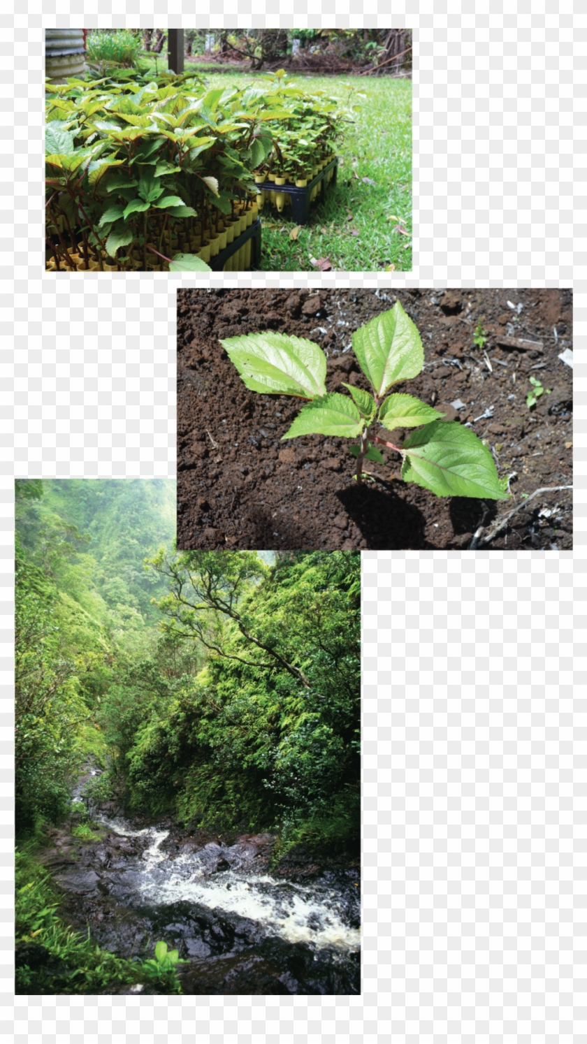 Mamaki Tiles D-01 Clipart