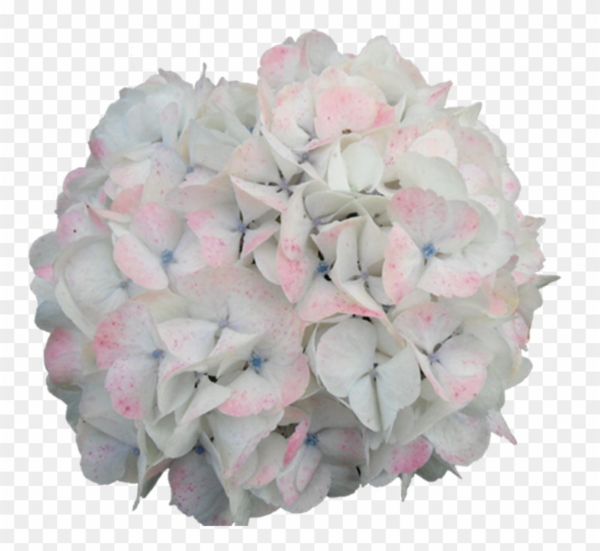 Jumbo Bi-color - Hydrangea Serrata Clipart #649802
