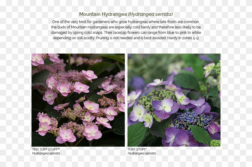 'limelight' Hydrangea Paniculata - Hydrangea Serrata Clipart