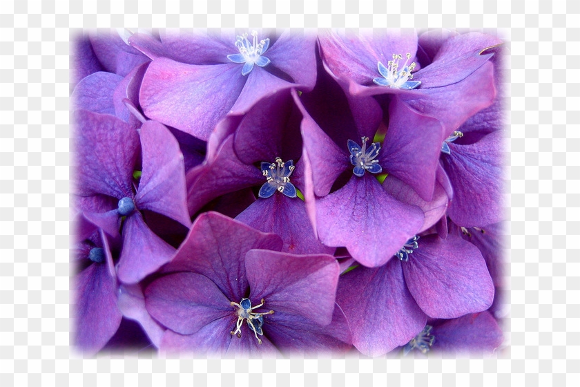 Hydrangea "merritts Beauty" - Hydrangea Clipart