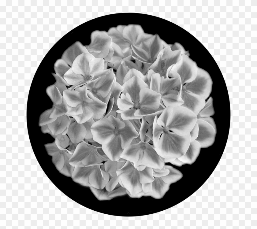 Hydrangea - Artificial Flower Clipart #650172