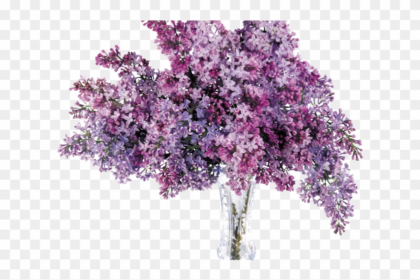 Hydrangea Clipart Plant Png - Transparent Lilas #650259