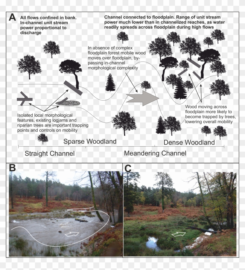 Concept Logmob3 - Attalea Speciosa Clipart