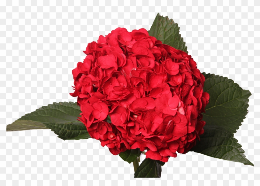 Tinted Dark Red - Artificial Flower Clipart