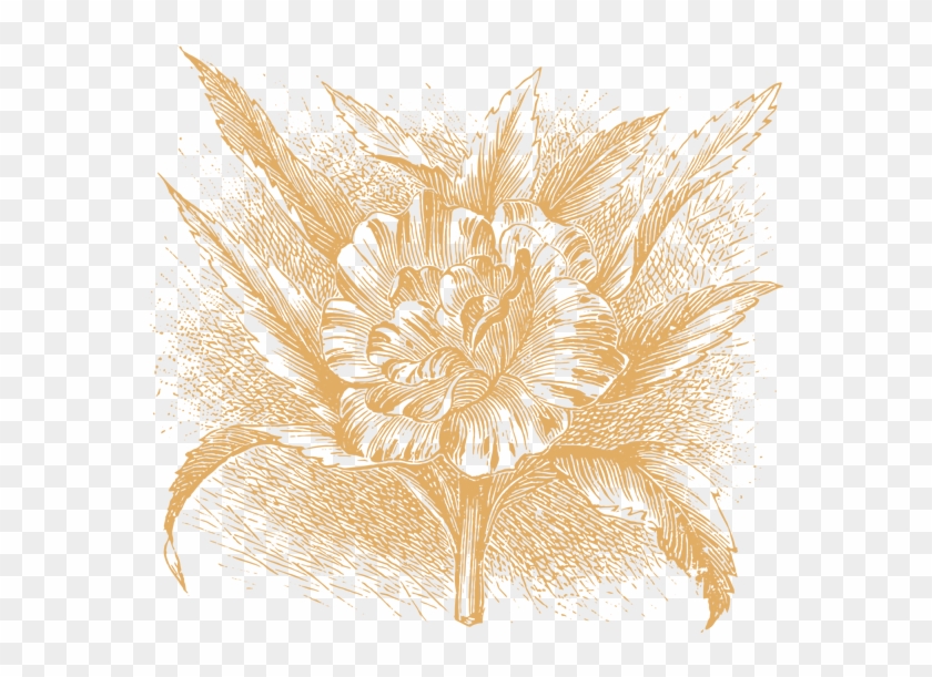 35 Plant & Flower Illustrations Vol - Illustration Clipart #651041