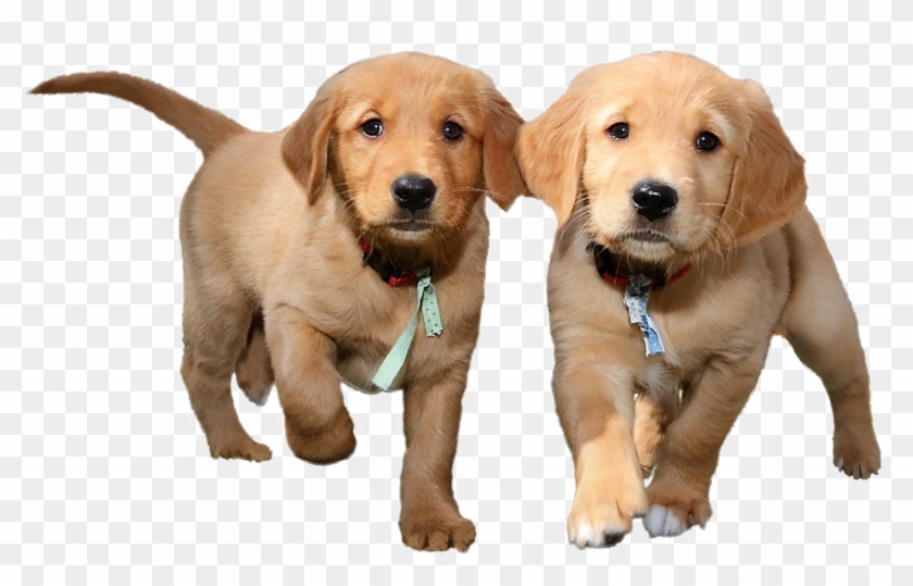 Puppies Png Background Image - Puppy Transparent Background Clipart