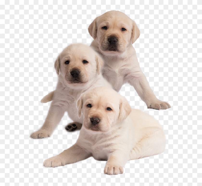 Chase, Marshall And Everest - Labrador Retriever Clipart #651767