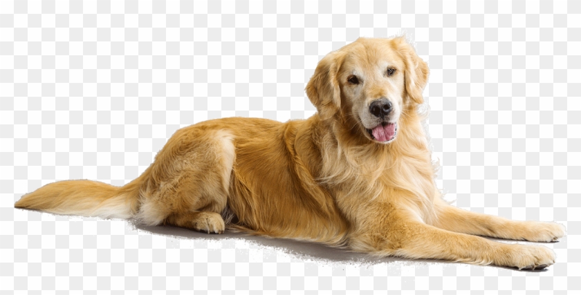 Clip Royalty Free Download Anjing Free On Dumielauxepices - Golden Retriever No Background - Png Download #652168
