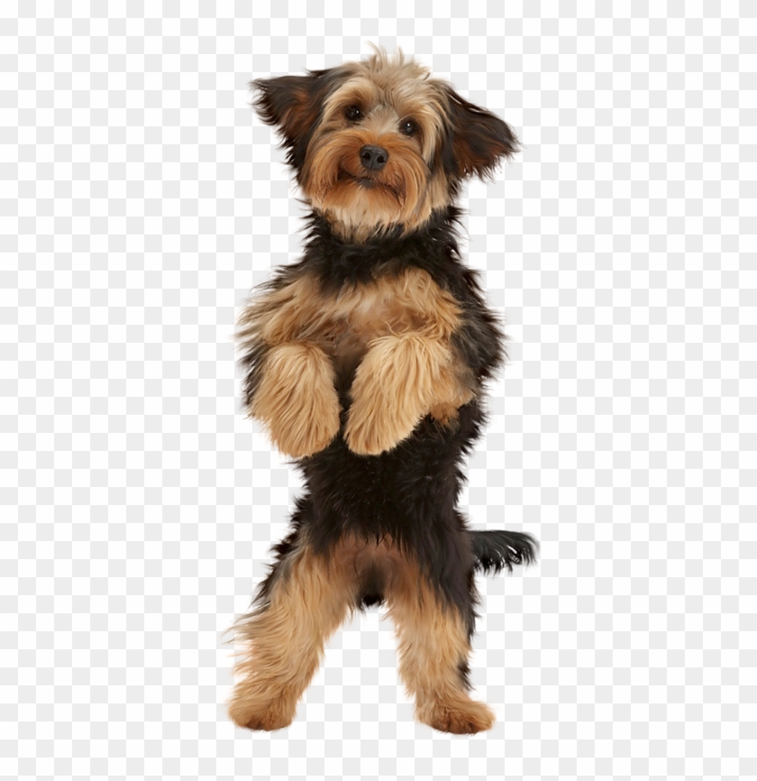 Cute Puppies And Kittens - Companion Dog Clipart #652199
