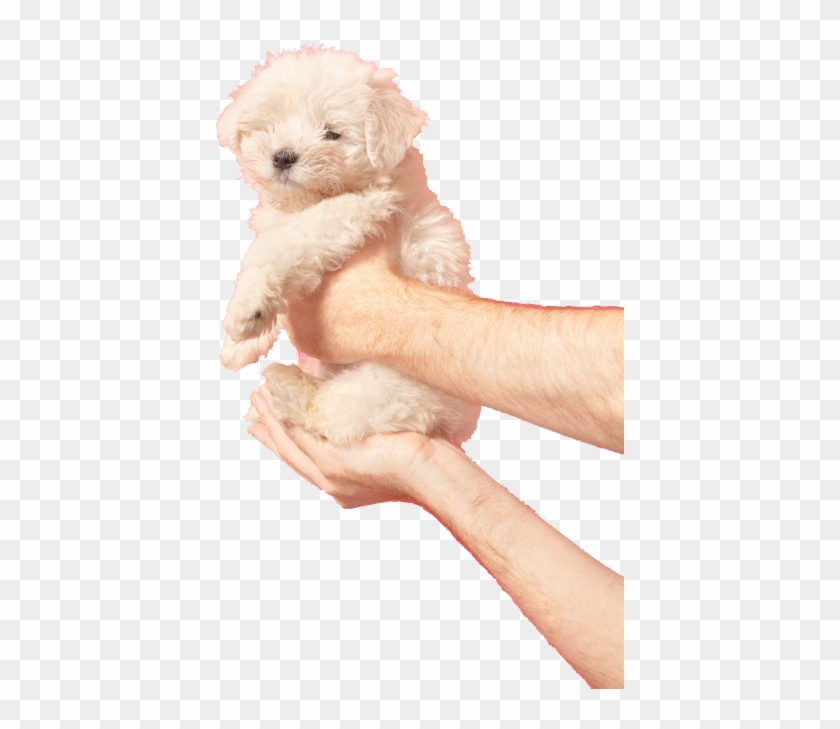 39 Images About Niche Meme Png On We Heart It - Transparent Tumblr Puppy Clipart #652489