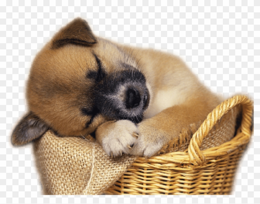 Free Png Download Cute Puppy In Basket Clip-art Png - Free Clip Art Puppies Transparent Png #652524