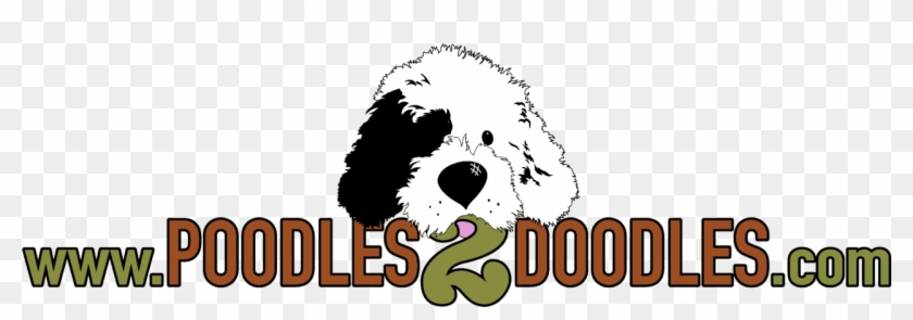 Poodles 2 Doodles, A Top Breeder Of Bernedoodle Puppies - Old English Sheepdog Clipart #652773