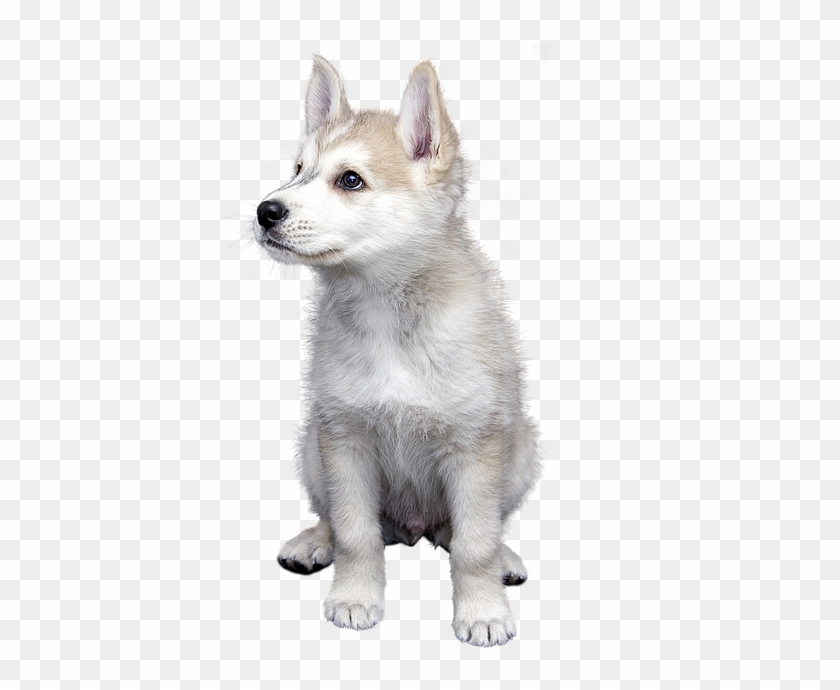 Dog, Pet, Isolated, Animal, Friendship, Trust, Puppies - Tamaskan Dog Clipart #652849