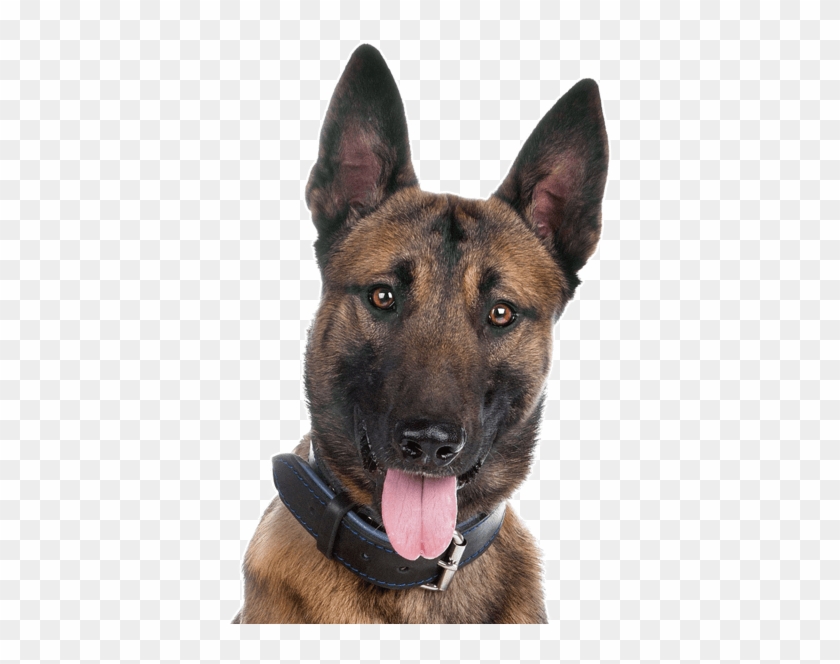 Cute German Shepherd Puppies - Belgian Malawa Dog Vs German Shepherd Clipart