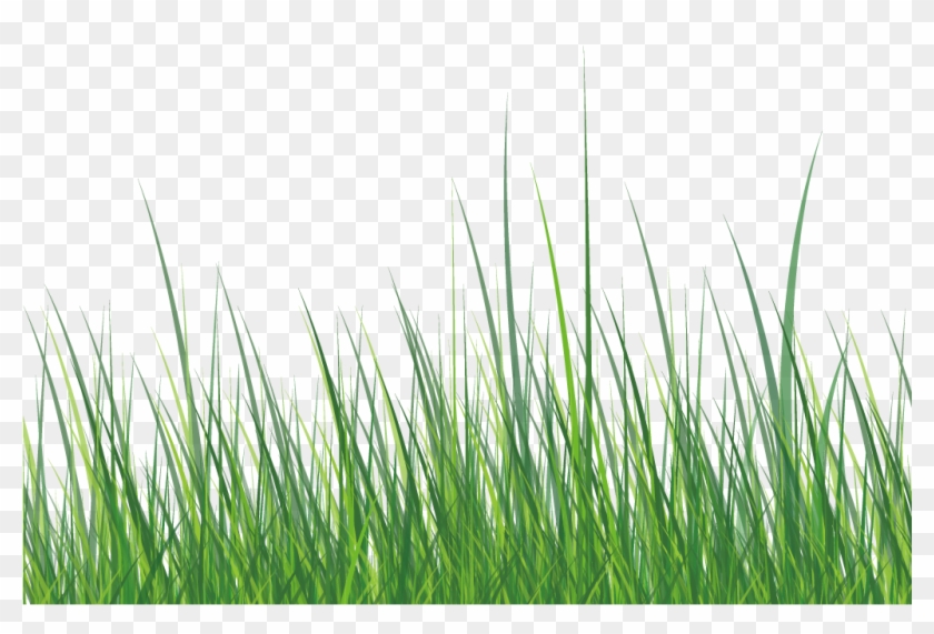 This Graphics Is Green Grass About Grass,roadside,ai,vector Clipart