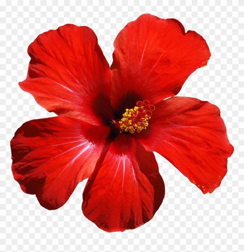 Red Flowers Png Download Image - Hibiscus Flower Clipart #653412