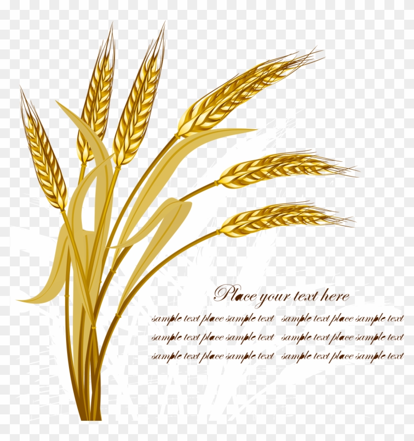 Wheat Vector - Vector Clipart #653467