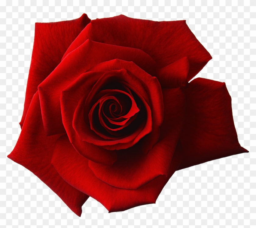 Red Flower Png - Red Rose Flower Transparent Clipart #653560