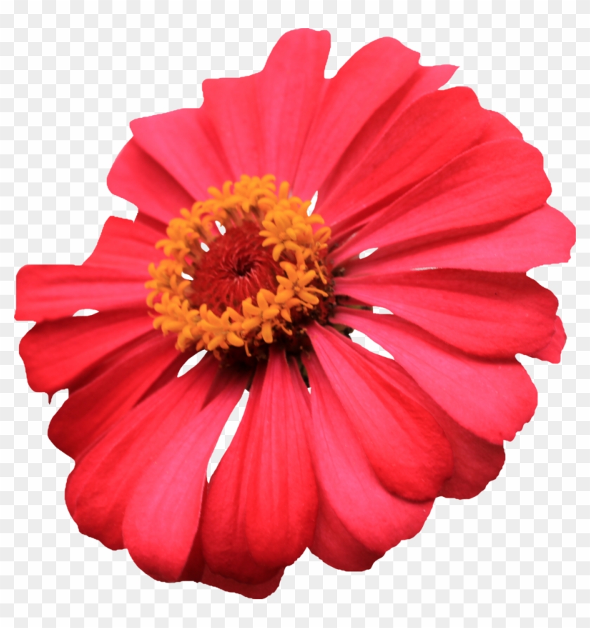 Com Red Single Layer Zinnia Png By Thy Darkest Hour - Single Flowers Hd Png Clipart #653790