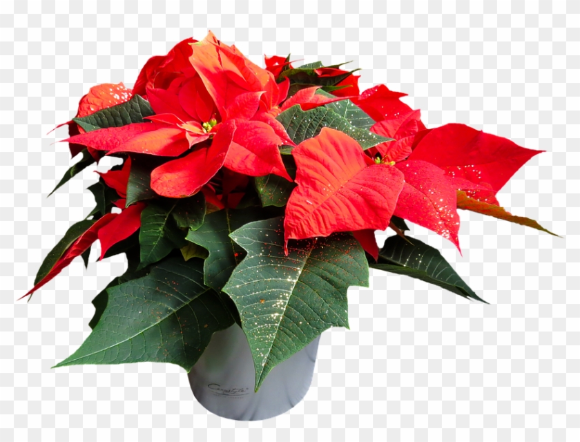 Flower, Poinsettia, Plant, Blossom, Bloom, Png - Poinsettia Plant With No Background Clipart #654185