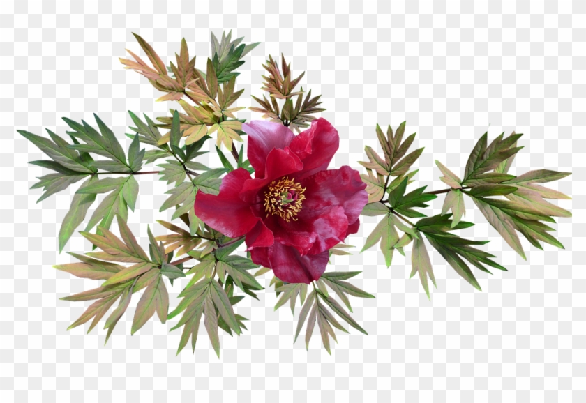 Peony, Red, Flower, Leaves - Pixabay Piwonia Png Clipart #654914